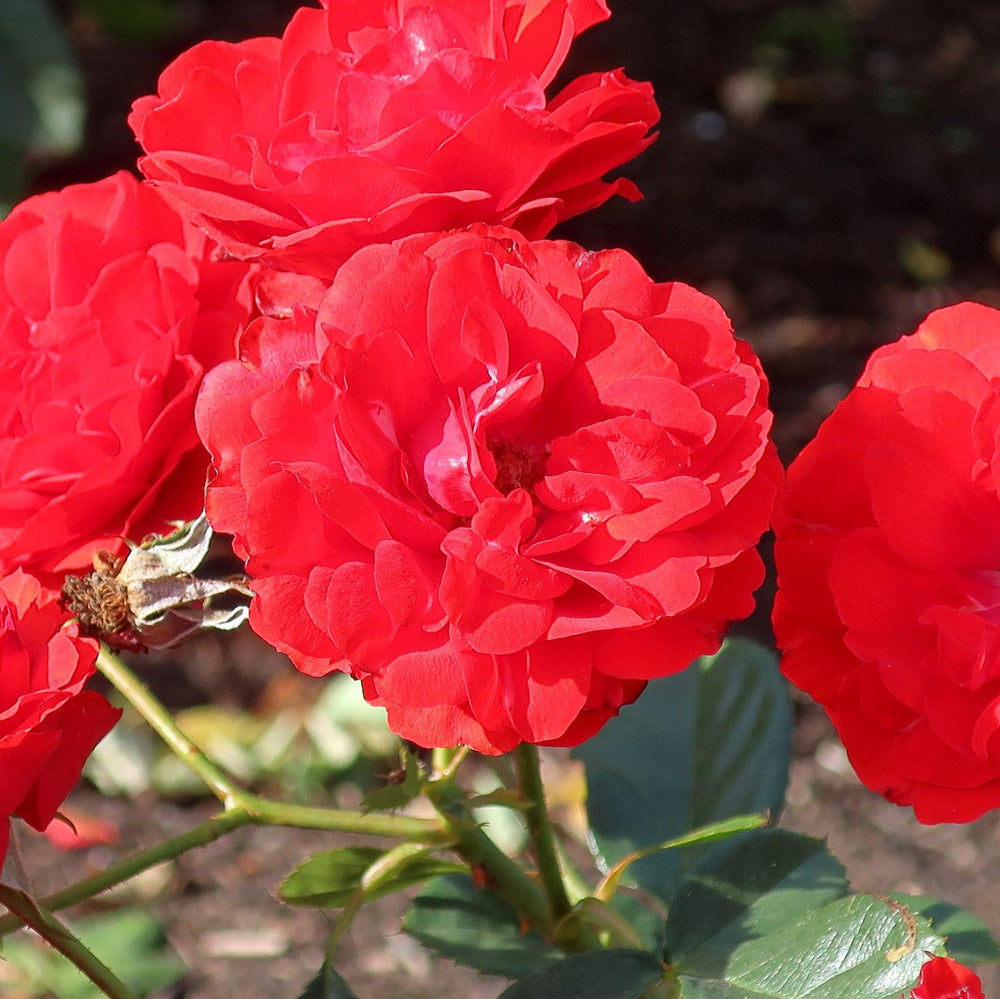 Rosa 'TANweieke' ~ Showbiz Rose-ServeScape