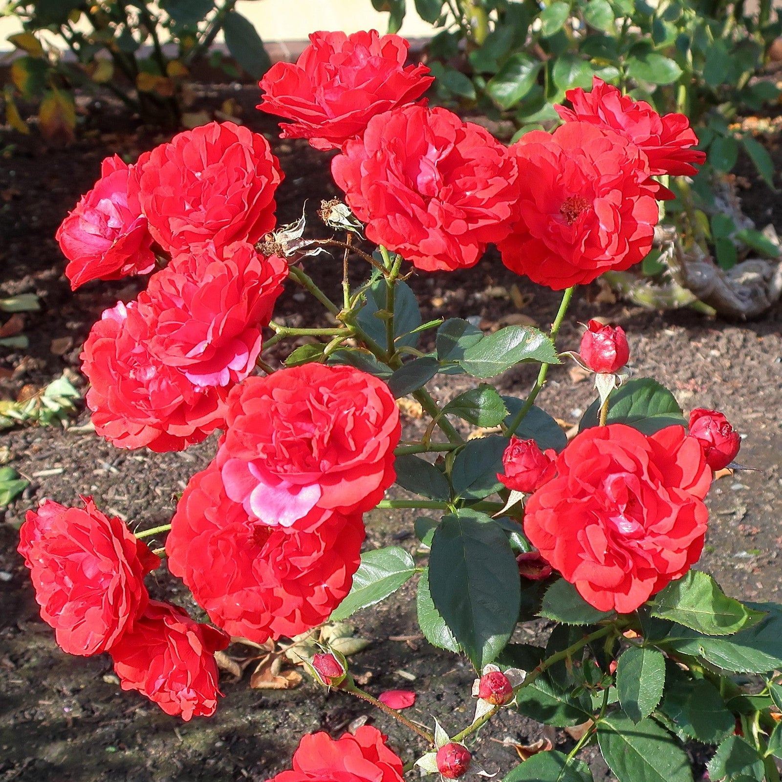 Rosa 'TANweieke' ~ Showbiz Rose-ServeScape