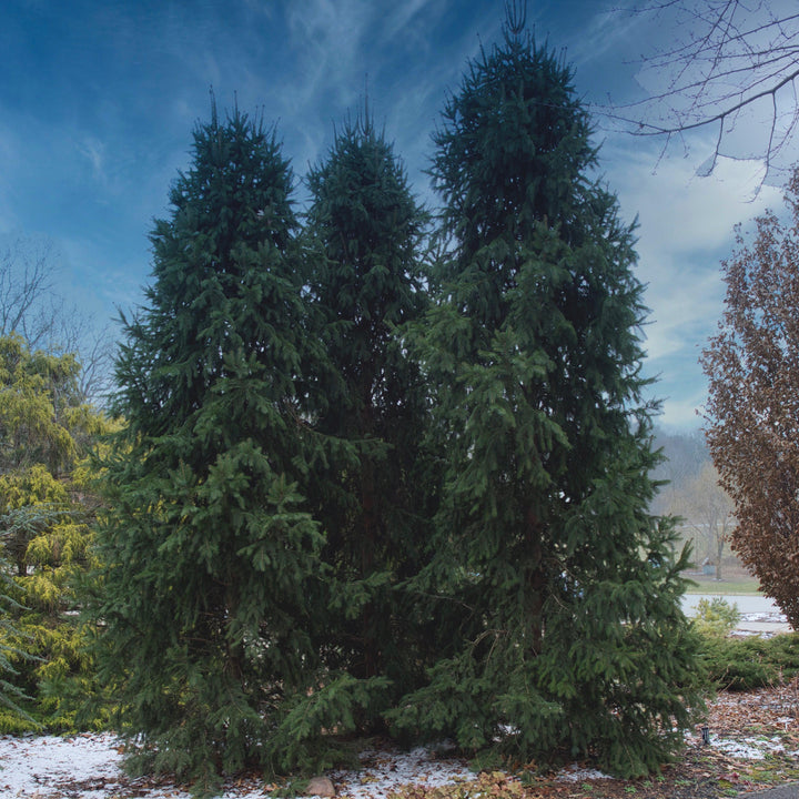 Picea abies 'Cupressina' ~ Columnar Norway Spruce-ServeScape