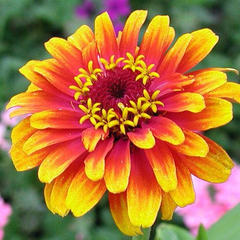 Zinnia elegans ‘Zowie yellow flame’ ~ Zowie!™ Yellow Flame Zinnia-ServeScape