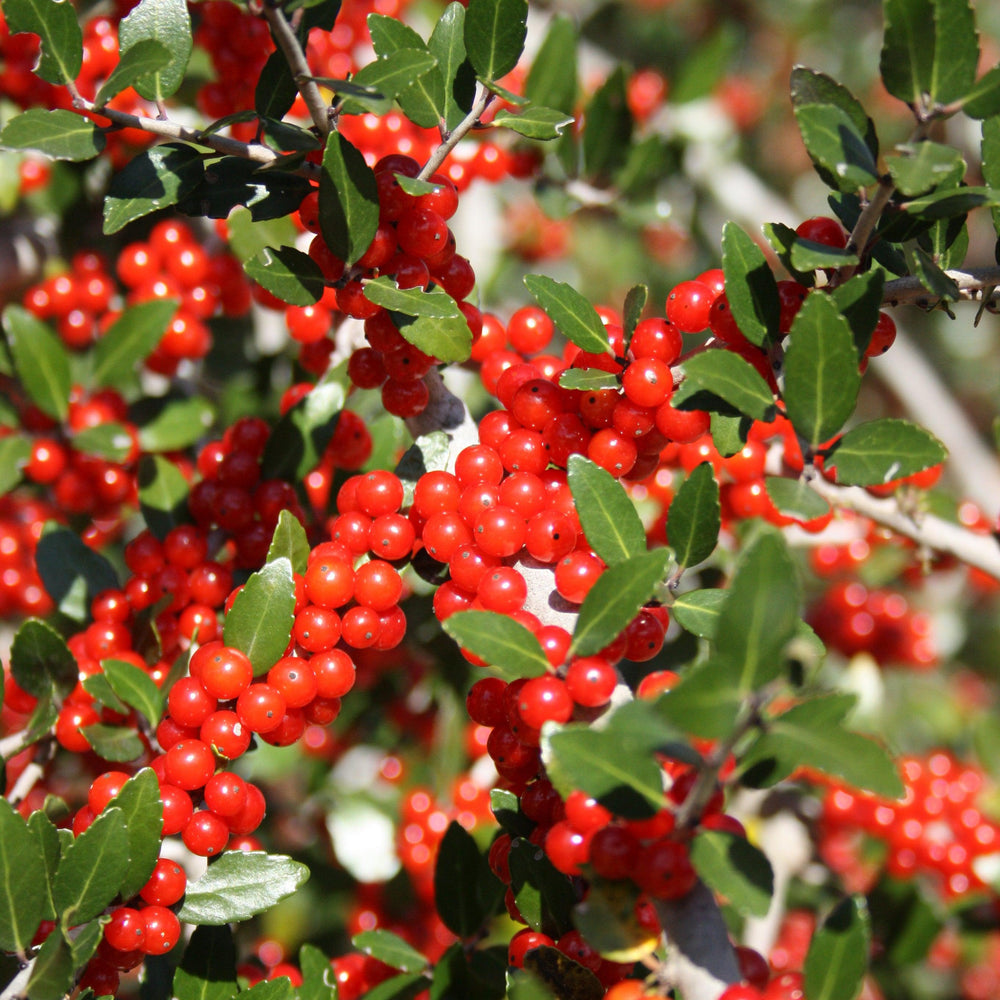 Ilex vomitoria 'Pride of Houston' ~ Pride Of Houston Yaupon Holly-ServeScape