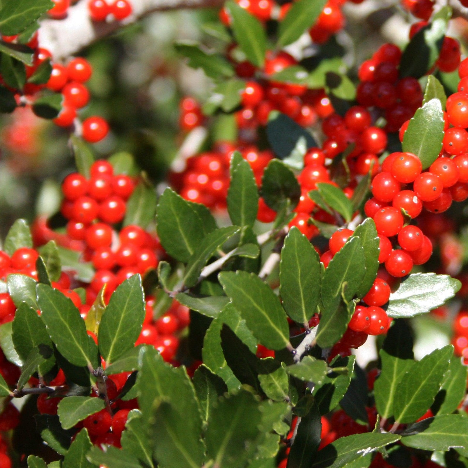 Ilex vomitoria 'Pride of Houston' ~ Pride Of Houston Yaupon Holly-ServeScape