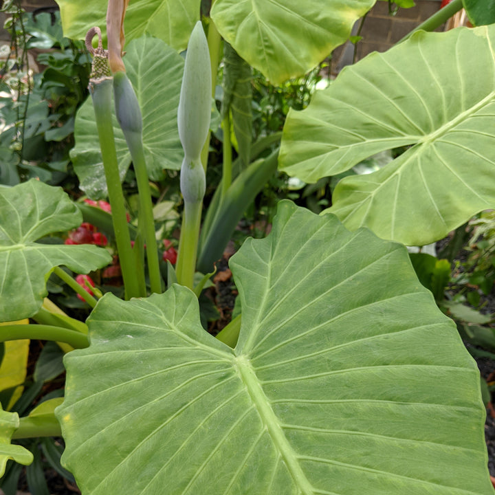 Alocasia calidora ~ Persian Palm, Calidora Elephant Ear-ServeScape