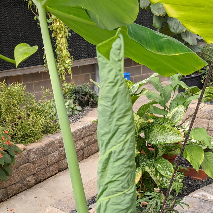 Alocasia calidora ~ Persian Palm, Calidora Elephant Ear-ServeScape