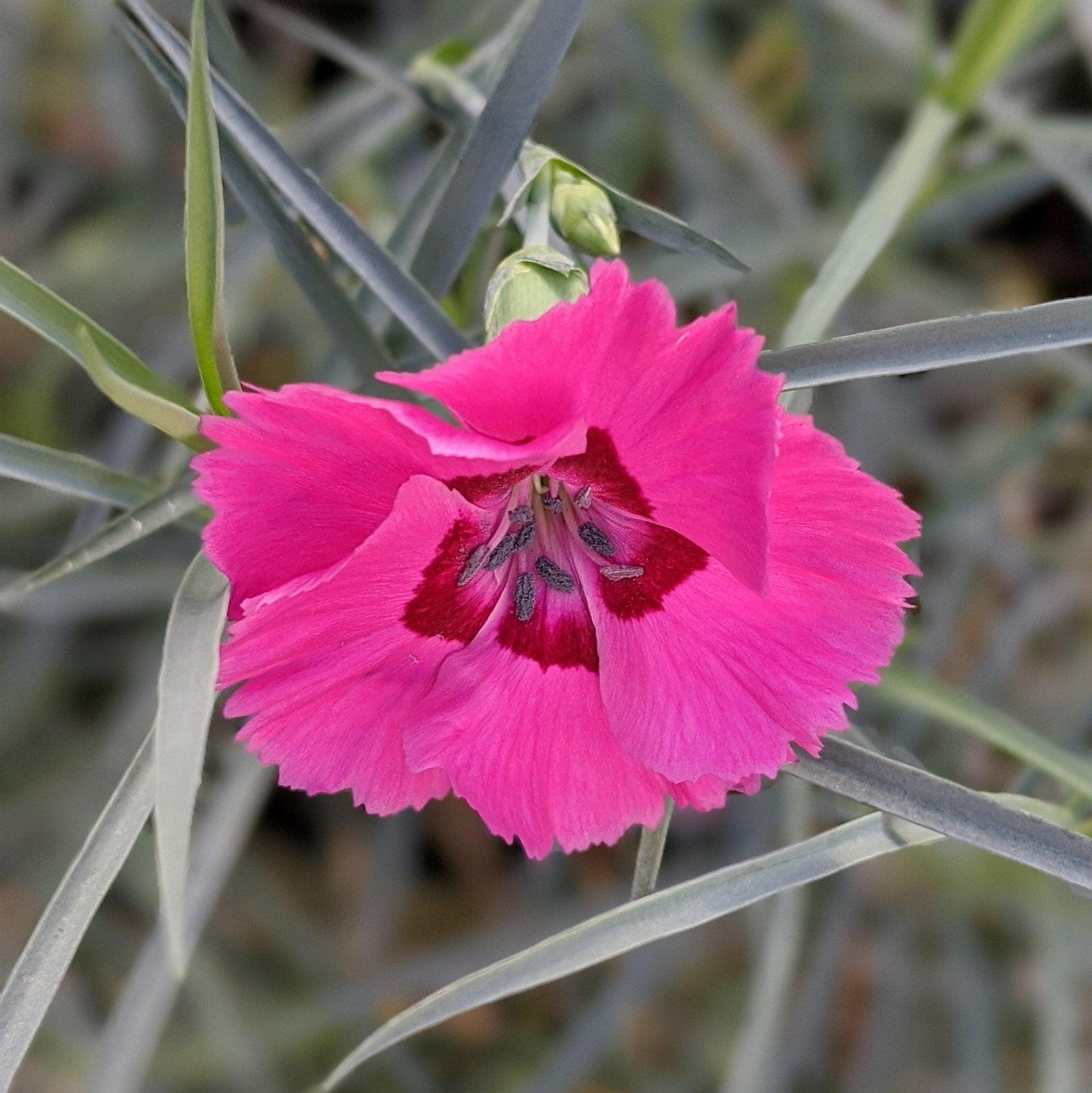Dianthus 'Wp17 Pie54’ PP30,245 ~ American Pie™ Bumbleberry Pie Dianthus-ServeScape