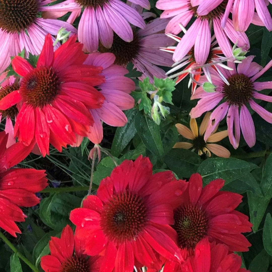 Echinacea x 'Balsomsed' PP23105 ~ Sombrero® Salsa Red Coneflower-ServeScape