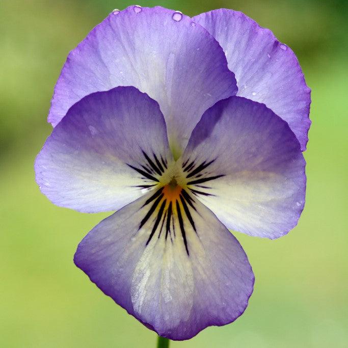 Viola cornuta 'Penny Purple Picotee' ~ Penny™ Purple Picotee Viola-ServeScape