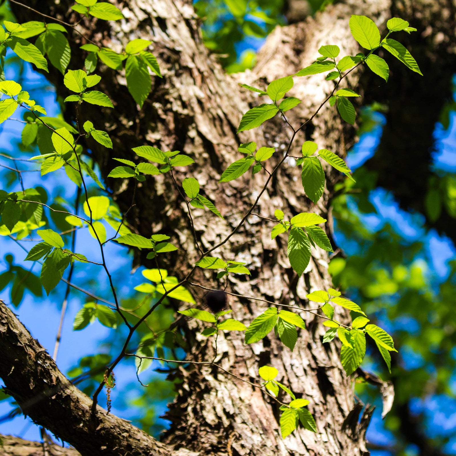 Ulmus alata ~ Winged Elm-ServeScape