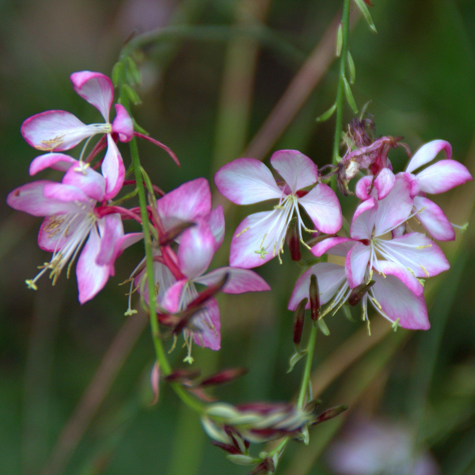 Gaura 'Rosy Jane' PP22290 ~ Rosy Jane Gaura-ServeScape