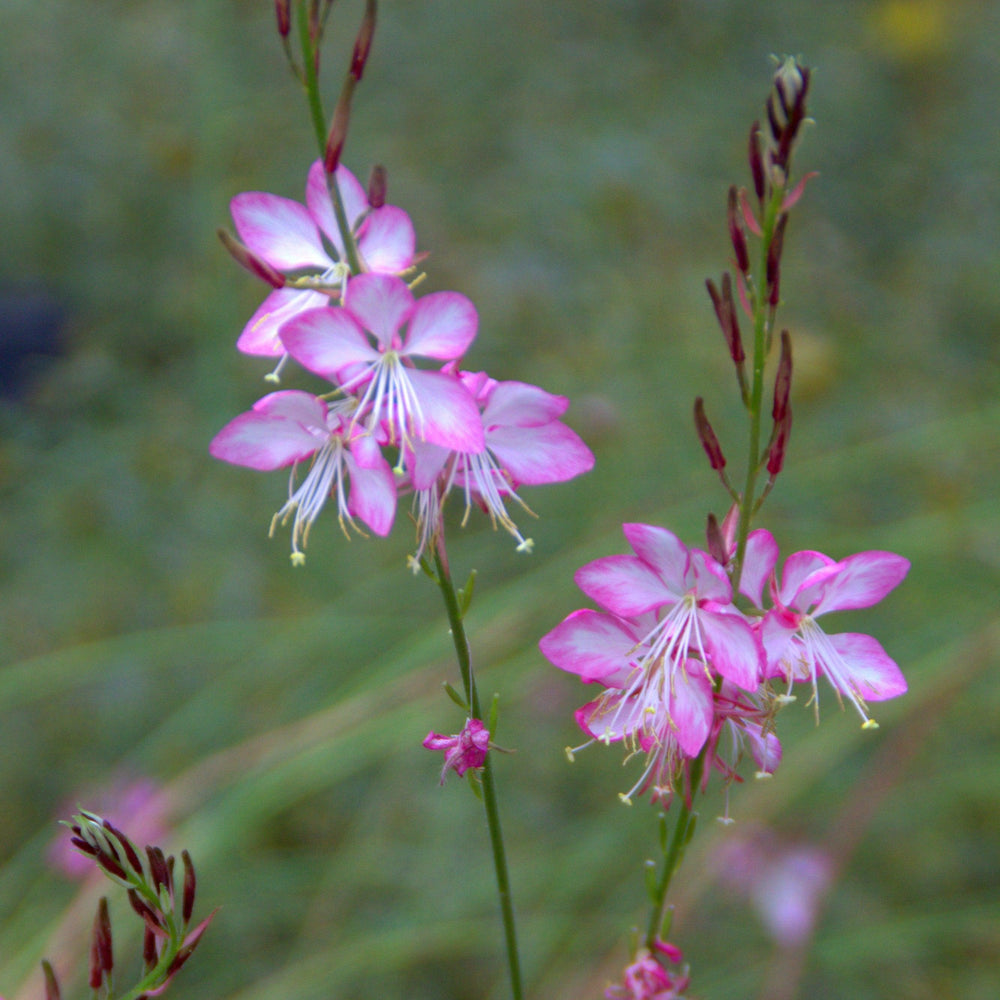 Gaura 'Rosy Jane' PP22290 ~ Rosy Jane Gaura-ServeScape