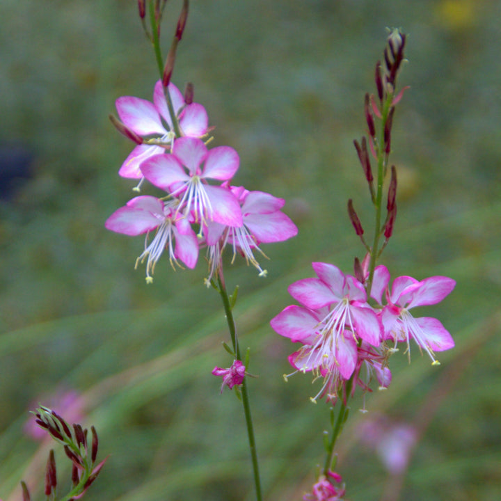 Gaura 'Rosy Jane' PP22290 ~ Rosy Jane Gaura-ServeScape