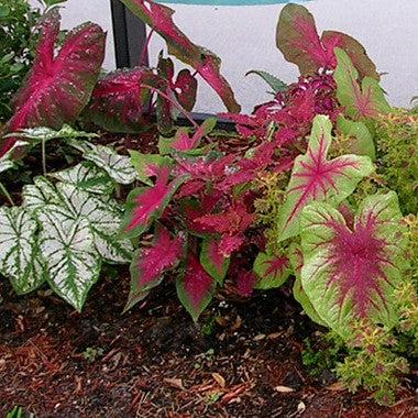 Caladium 'Caladium Mix' ~ Caladium Mix-ServeScape