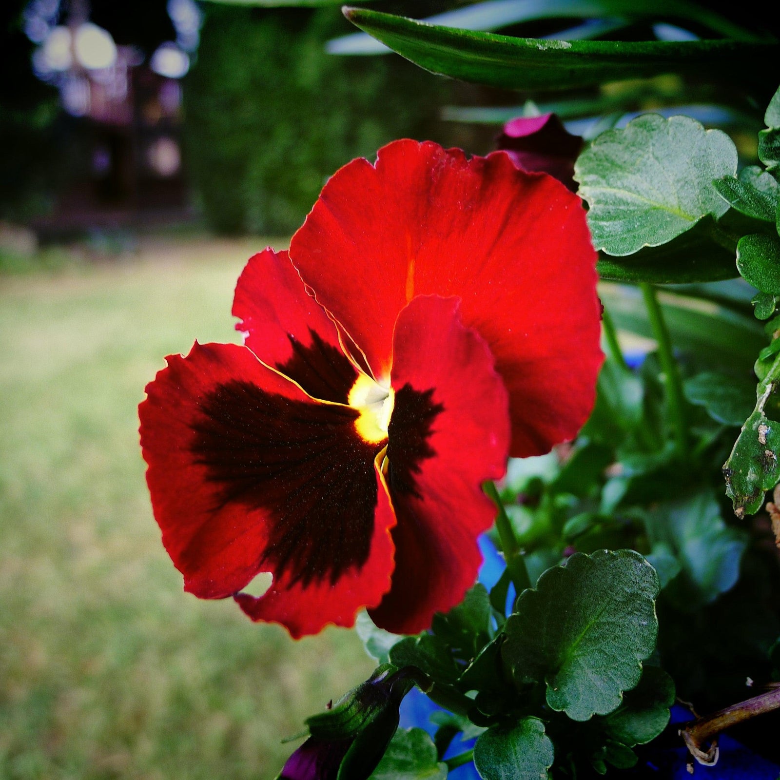 Copy of Viola x wittrockiana 'Inspire DeluXXe Red Blotch' ~ Inspire DeluXXe® Red Blotch Pansy-ServeScape