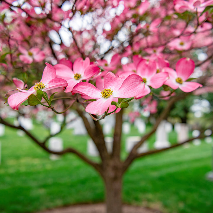 Cornus florida 'Rubra' ~ Pink Flowering Dogwood-ServeScape