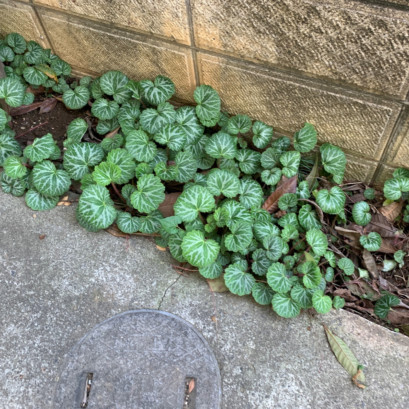 Saxifraga stolonifera ~ Strawberry Begonia-ServeScape