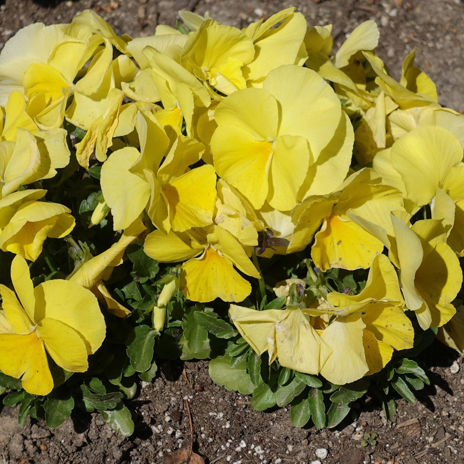 Viola x wittrockiana 'Inspire Plus Lemon' ~ Inspire® Plus Lemon Pansy-ServeScape