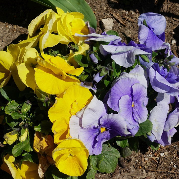 Viola x wittrockiana 'Premier Yellow Blues Mix' ~ Premier Yellow Blues Mix Pansy-ServeScape