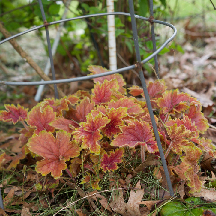 Heuchera ‘Delta Dawn’ ~ Delta Dawn Coral Bells-ServeScape