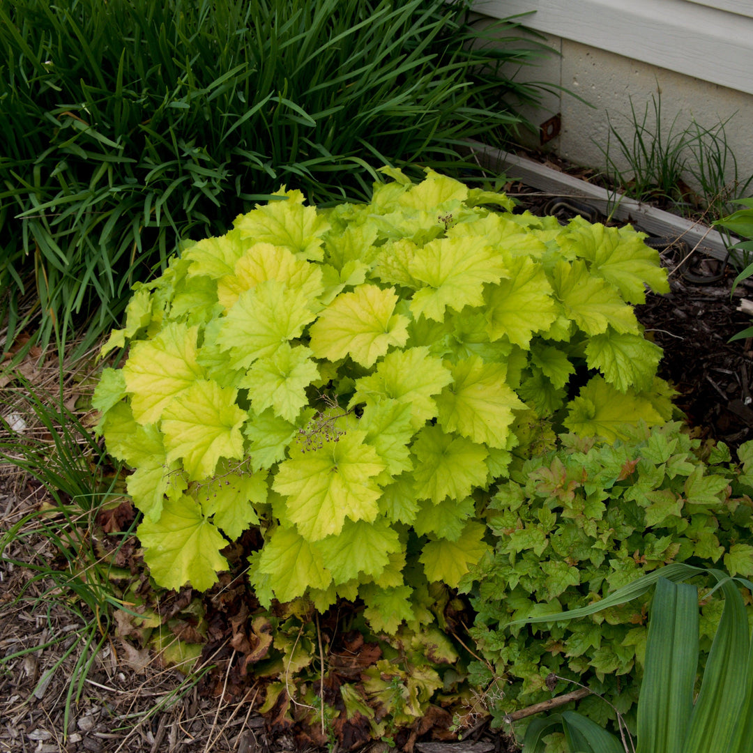 Heuchera 'Guacamole' ~ Guacamole Heuchera-ServeScape