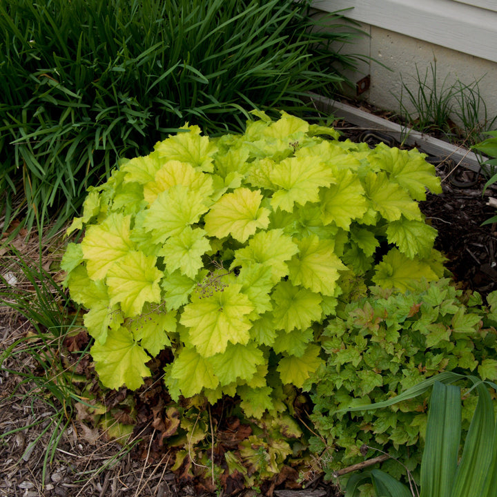 Heuchera 'Guacamole' ~ Guacamole Heuchera-ServeScape