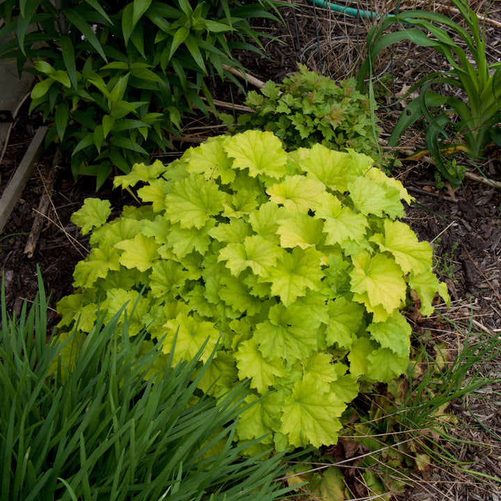 Heuchera 'Guacamole' ~ Guacamole Heuchera-ServeScape