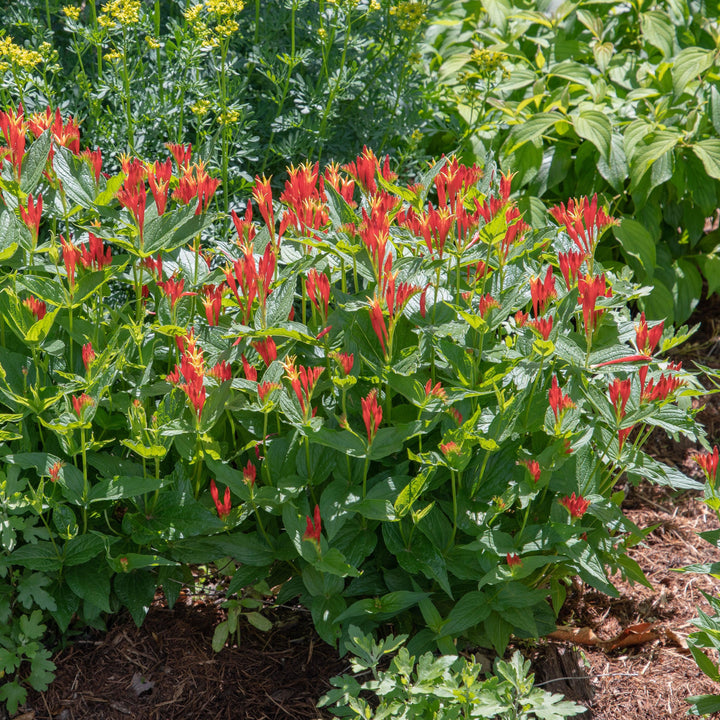 Spigelia marilandica 'Little Redhead ~ Little Redhead Indian Pink-ServeScape