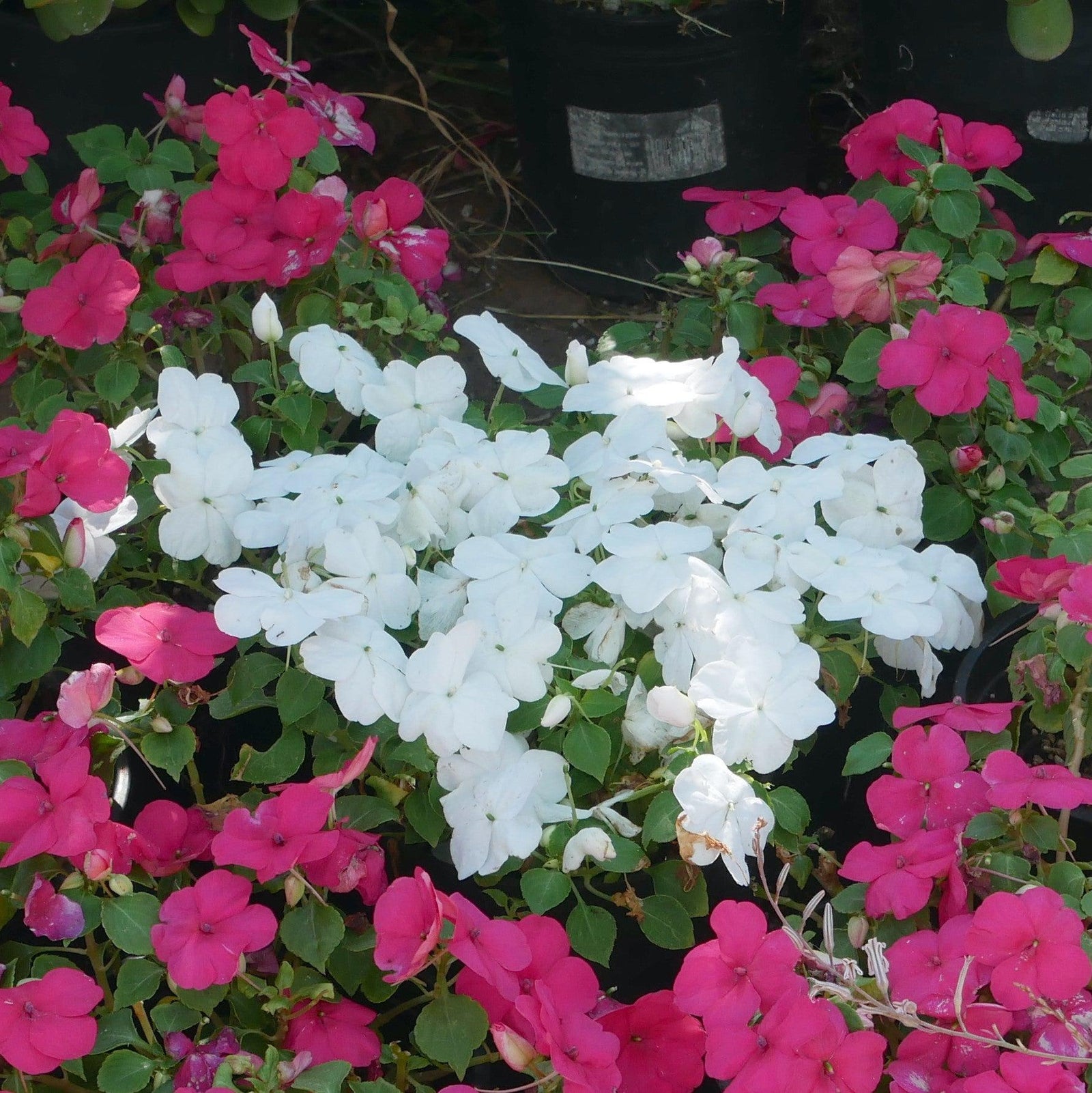 Impatiens hawkeri 'Petticoat White' ~ Petticoat® White Impatiens-ServeScape
