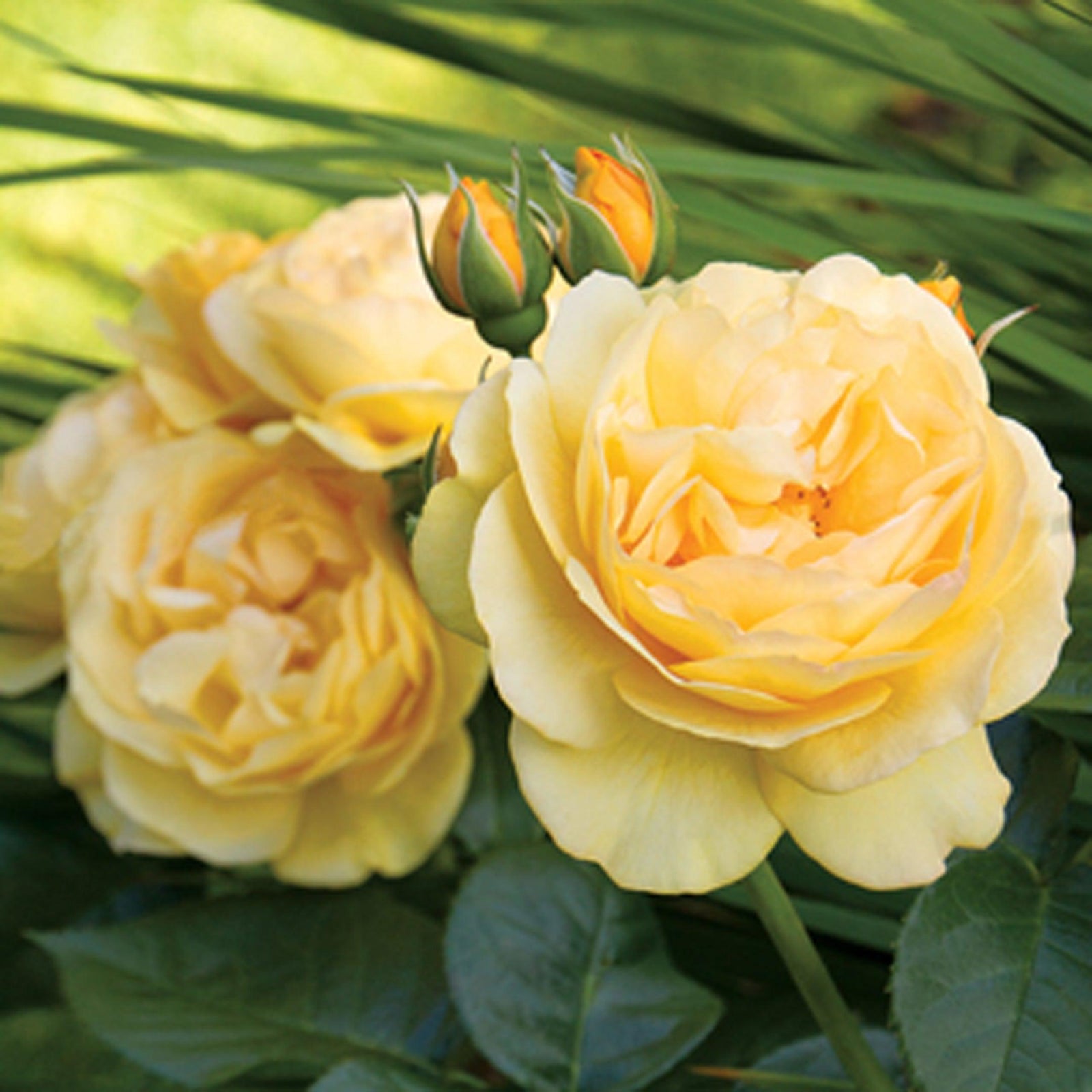 Rosa 'WEKsirjuci' ~ Happy Go Lucky™ Rose-ServeScape