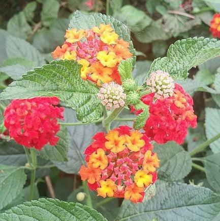 Lantana camara 'Hot Blooded' ~ Hot Blooded™ Lantana-ServeScape