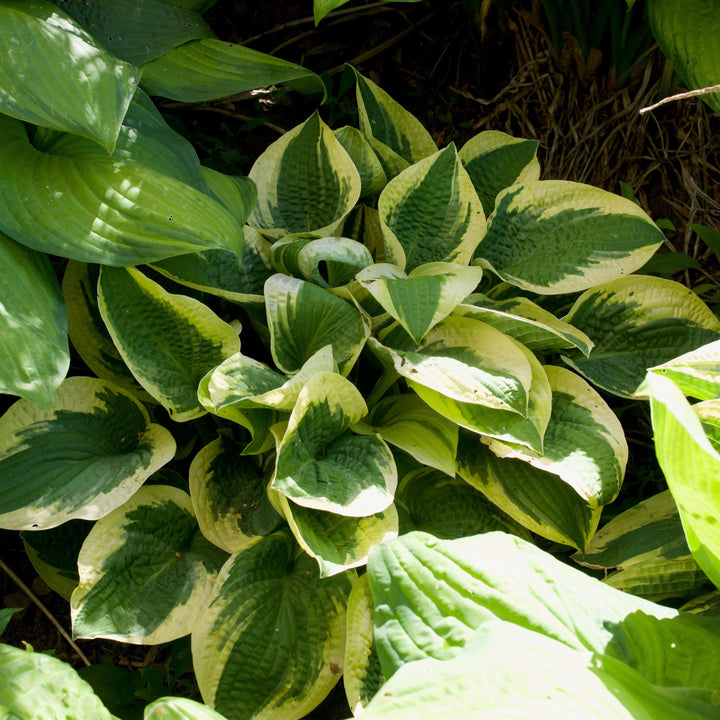 Hosta x 'Wide Brim' ~ Wide Brim Hosta-ServeScape