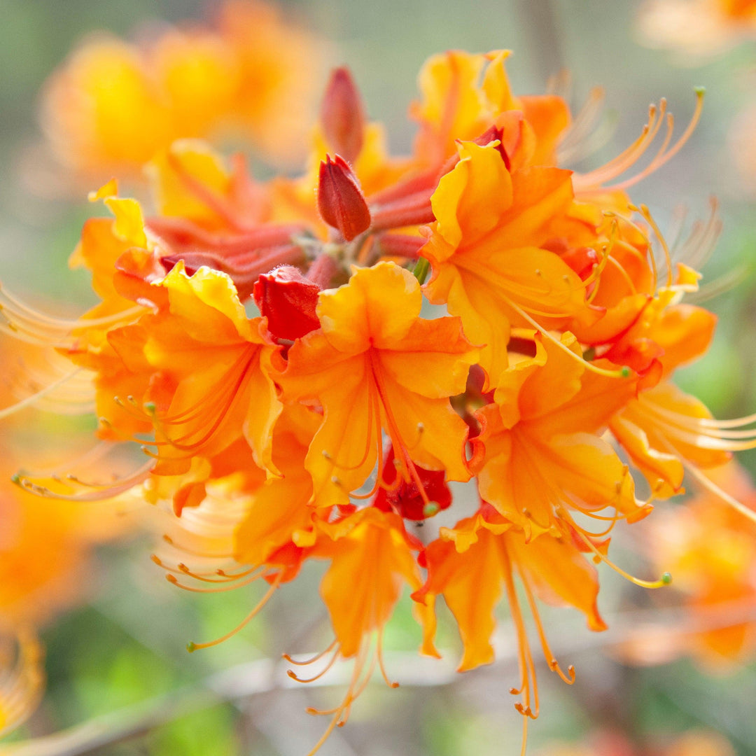Rhodoendron 'Jackpot' ~ Jackpot Azalea-ServeScape