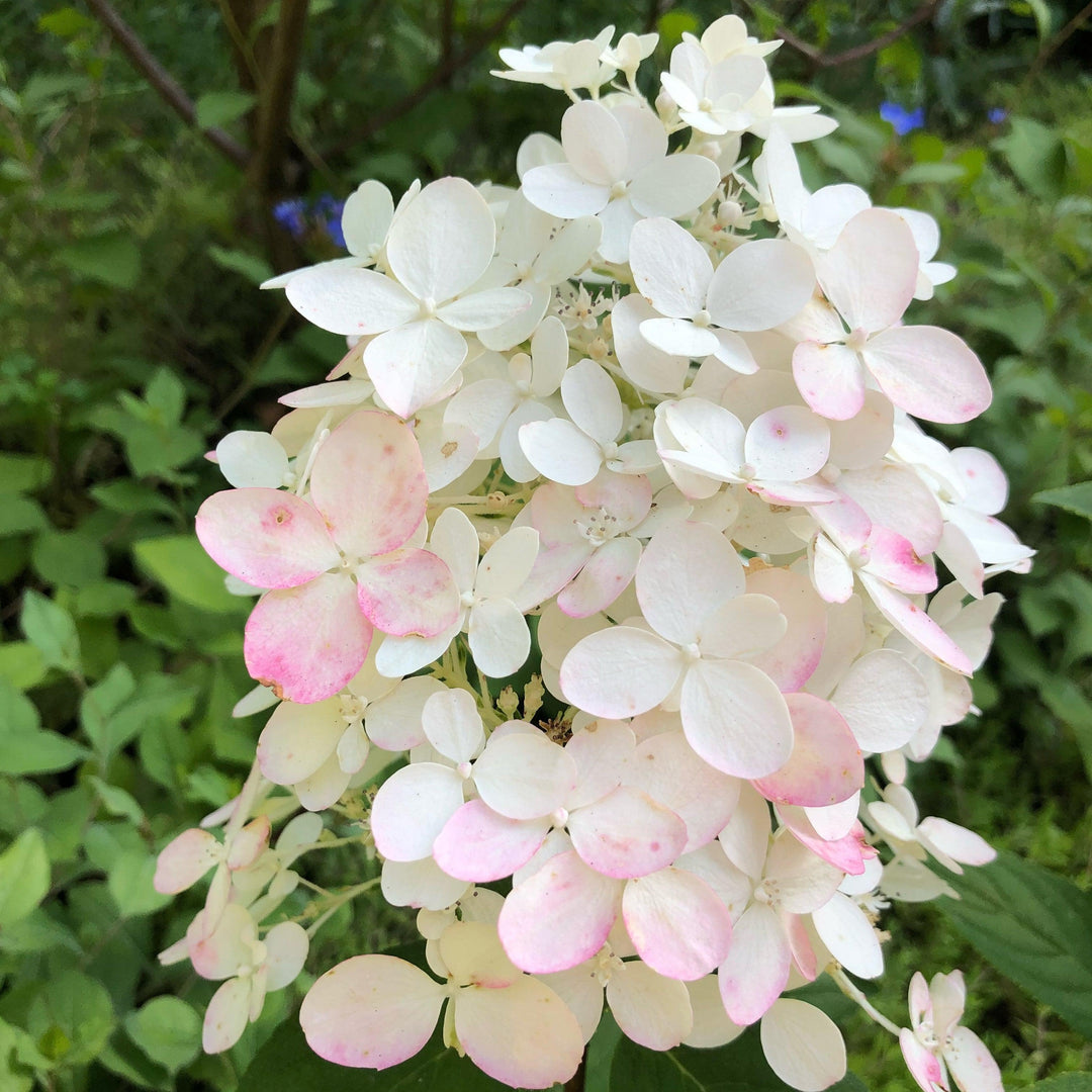 Hydrangea paniculata 'SMHPLQF' ~ Little Quick Fire® Hydrangea-ServeScape