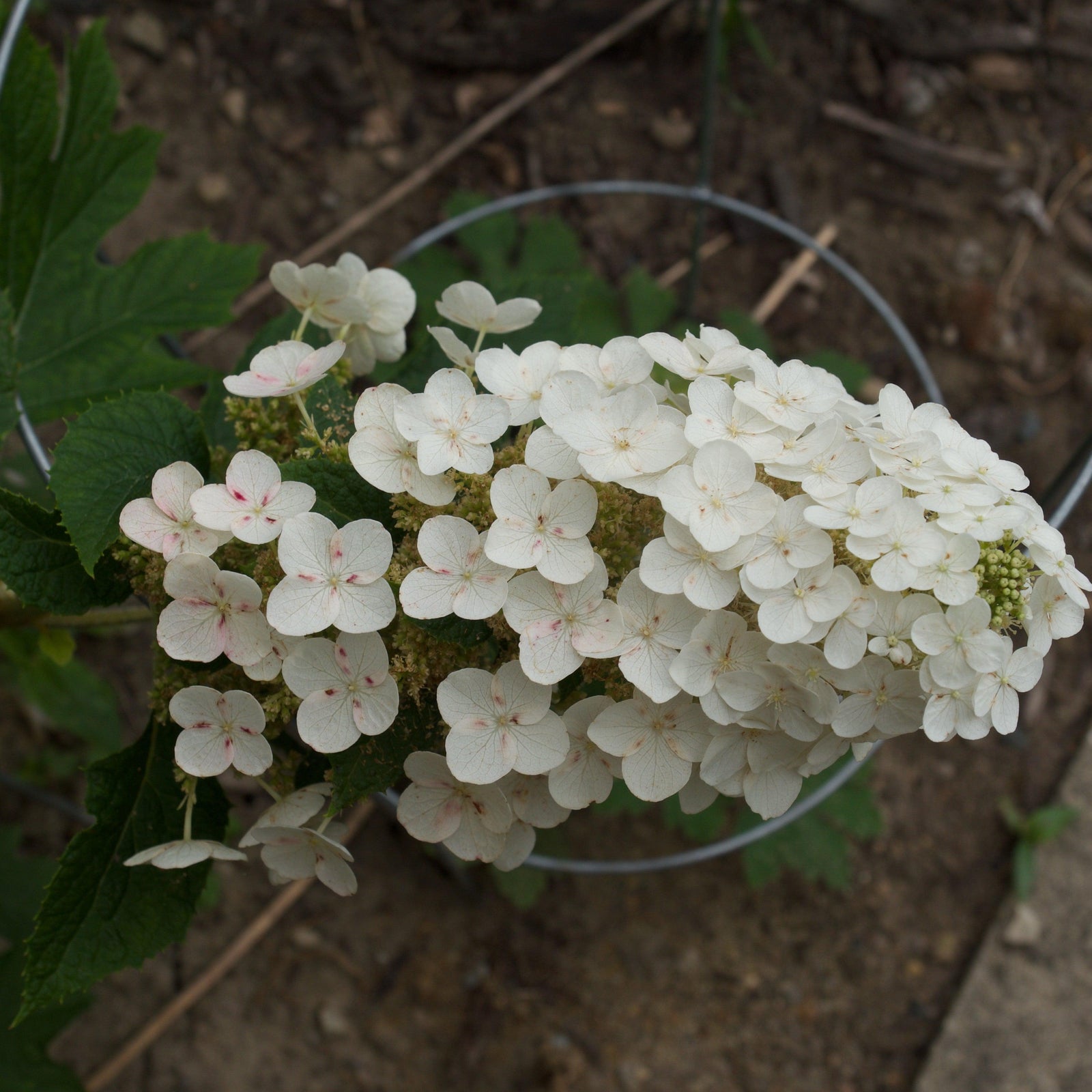 Hydrangea quercifolia 'Ruby Slippers' ~ Ruby Slippers Oakleaf Hydrangea-ServeScape