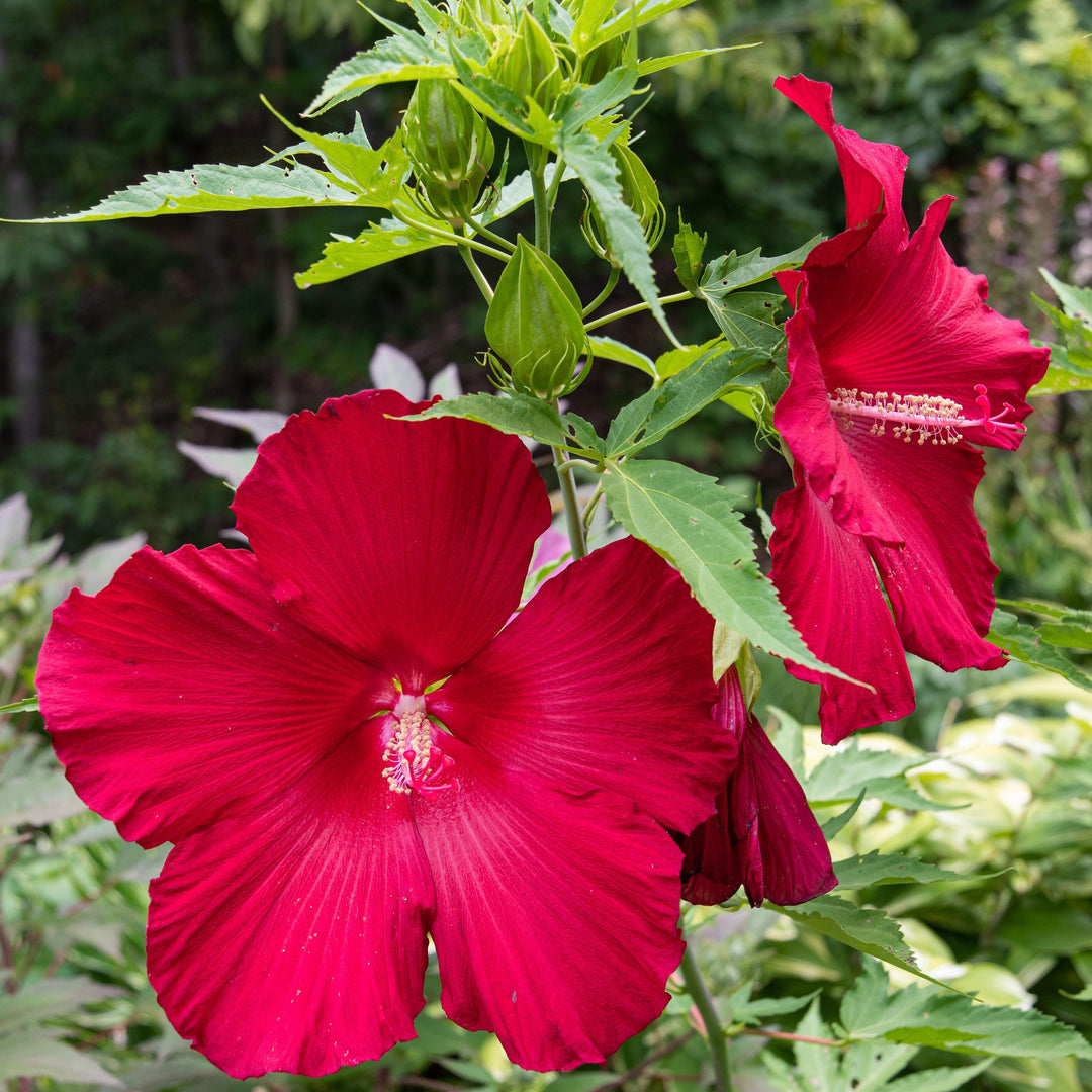 Hibiscus 'Lord Baltimore' ~ Lord Baltimore Hibiscus-ServeScape