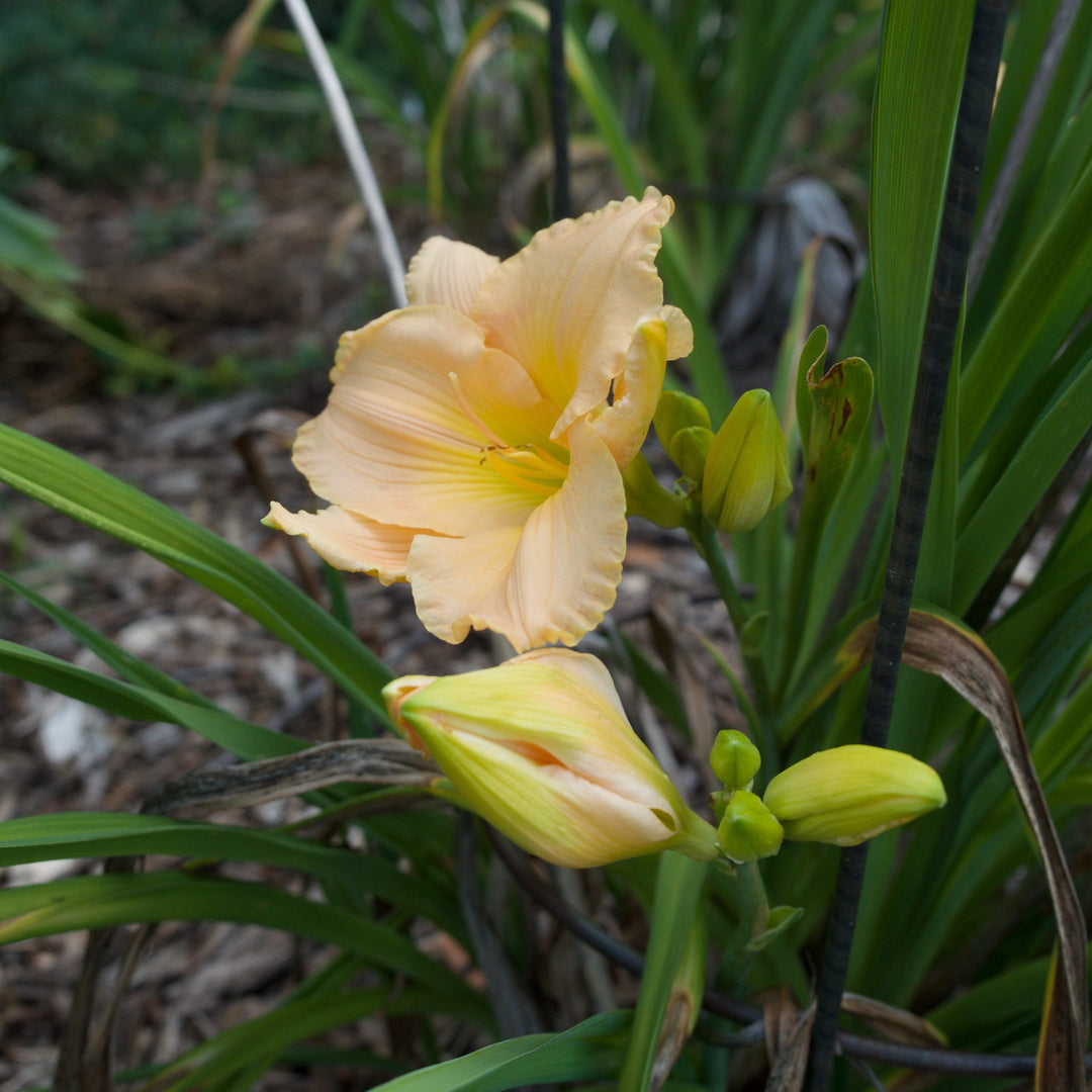 Hemerocallis 'Lullaby Baby' ~ Lullaby Baby Daylily-ServeScape