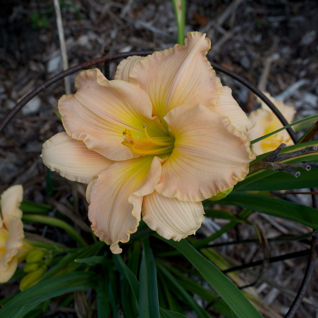 Hemerocallis 'Lullaby Baby' ~ Lullaby Baby Daylily-ServeScape