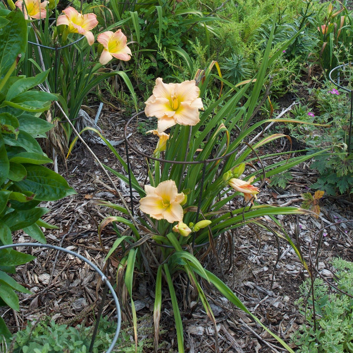 Hemerocallis 'Lullaby Baby' ~ Lullaby Baby Daylily-ServeScape