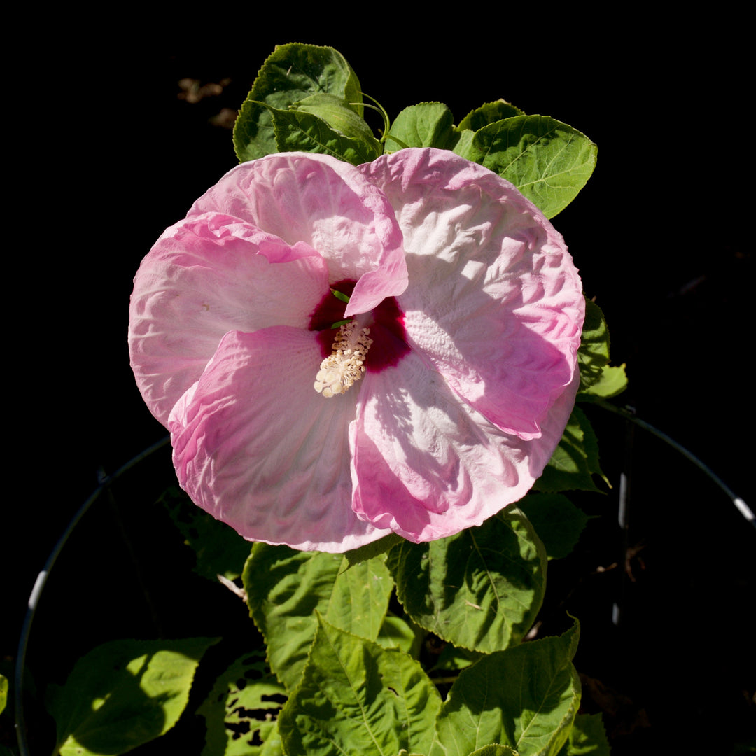 Hibiscus moscheutos 'Luna Pink Swirl' ~ Luna™ Pink Swirl Hibiscus-ServeScape