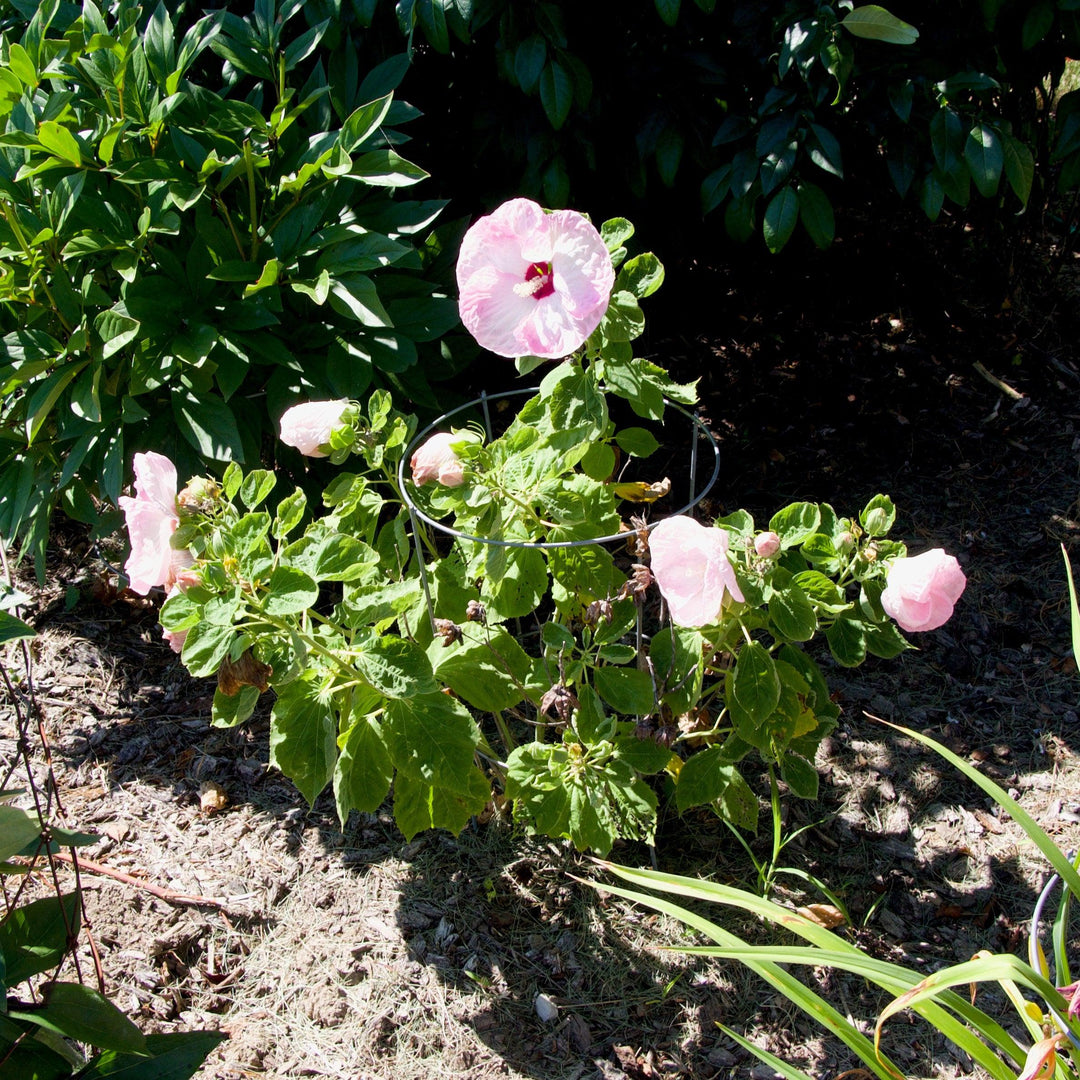 Hibiscus moscheutos 'Luna Pink Swirl' ~ Luna™ Pink Swirl Hibiscus-ServeScape