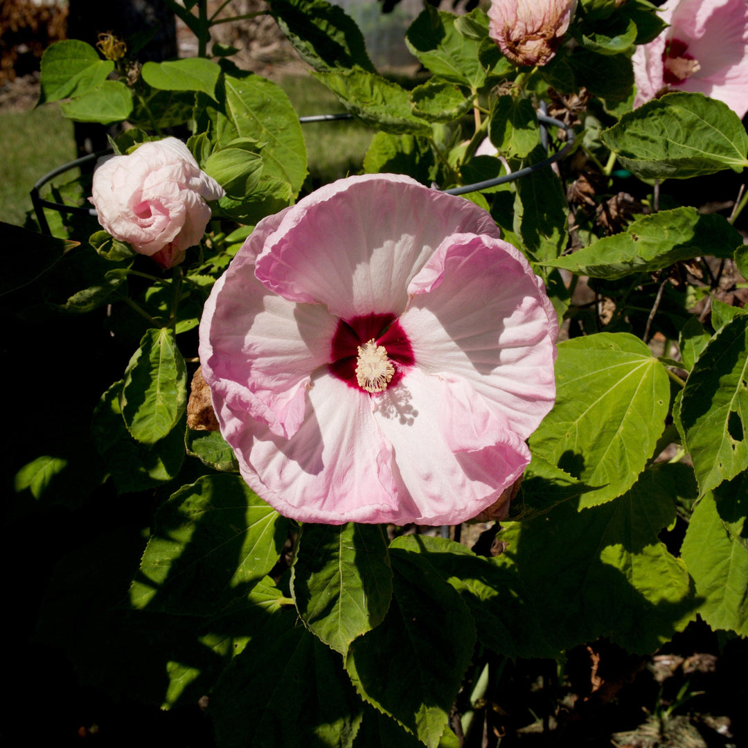Hibiscus moscheutos 'Luna Pink Swirl' ~ Luna™ Pink Swirl Hibiscus-ServeScape