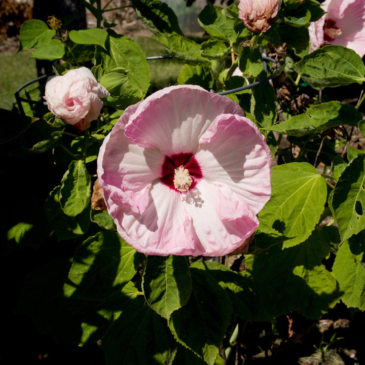 Hibiscus moscheutos 'Luna Pink Swirl' ~ Luna™ Pink Swirl Hibiscus-ServeScape