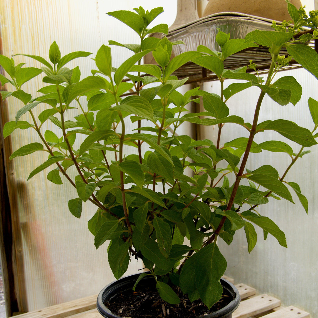 Hydrangea paniculata 'Rendia' ~ Diamond Rouge® Hydrangea-ServeScape