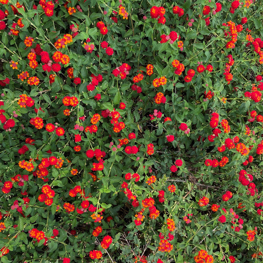 Lantana camara 'Red Spread' PP14691 ~ Red Spread Lantana-ServeScape