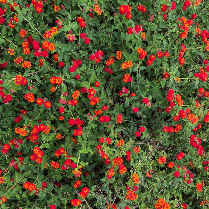 Lantana camara 'Red Spread' PP14691 ~ Red Spread Lantana-ServeScape