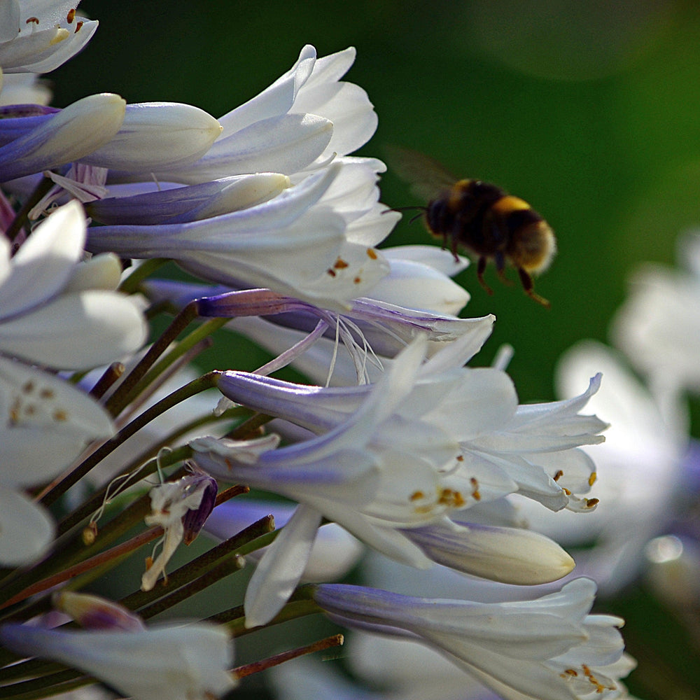 Agapanthus Hybrid ‘MDB001’ PP30162 ~ Ever Twilight™ Agapanthus-ServeScape