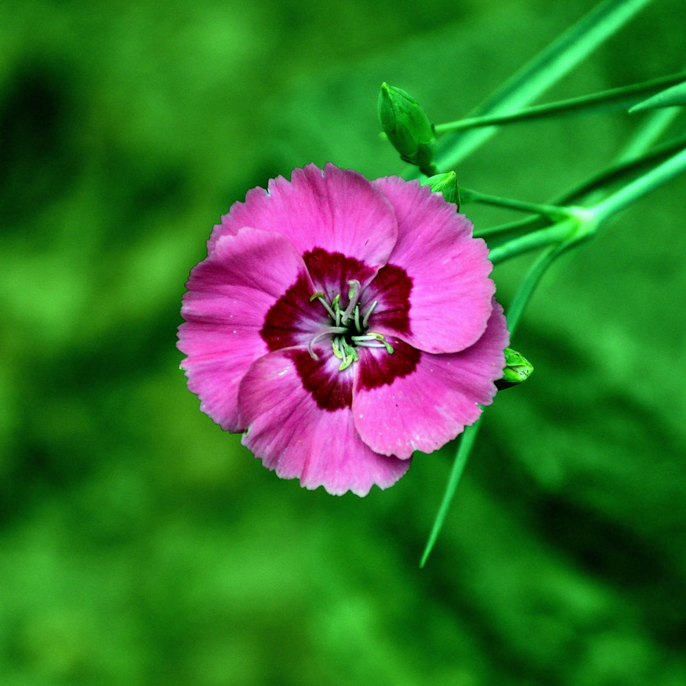 Dianthus 'Wp17 Pie54’ PP30,245 ~ American Pie™ Bumbleberry Pie Dianthus-ServeScape