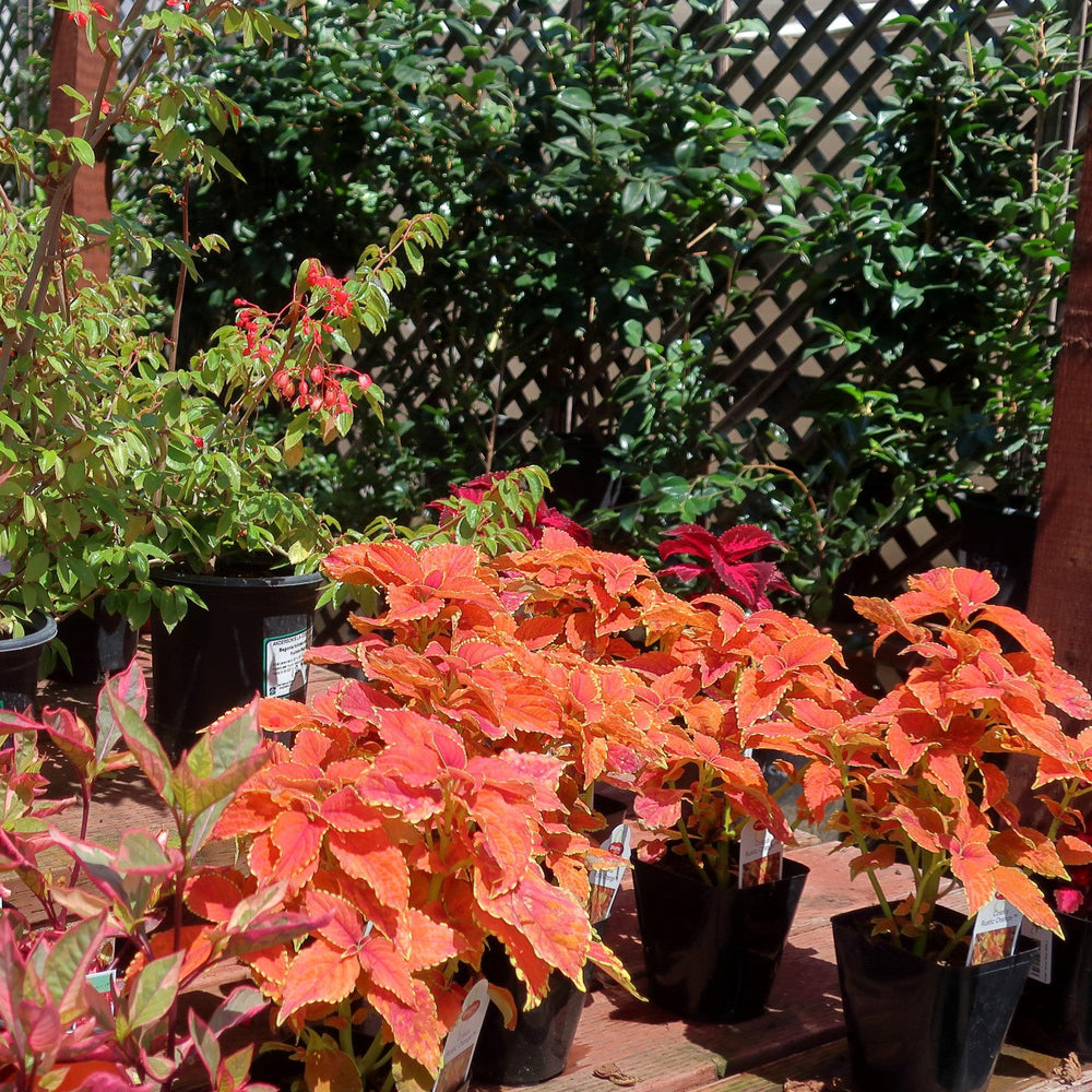 Solenostemon scutellarioides 'Rustic Orange’ ~ Rustic Orange Coleus-ServeScape