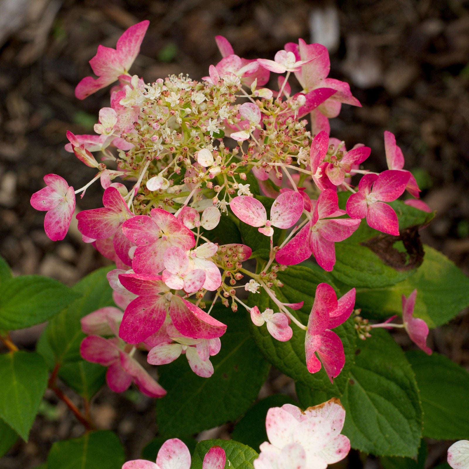 Hydrangea paniculata 'Rendia' ~ Diamond Rouge® Hydrangea-ServeScape