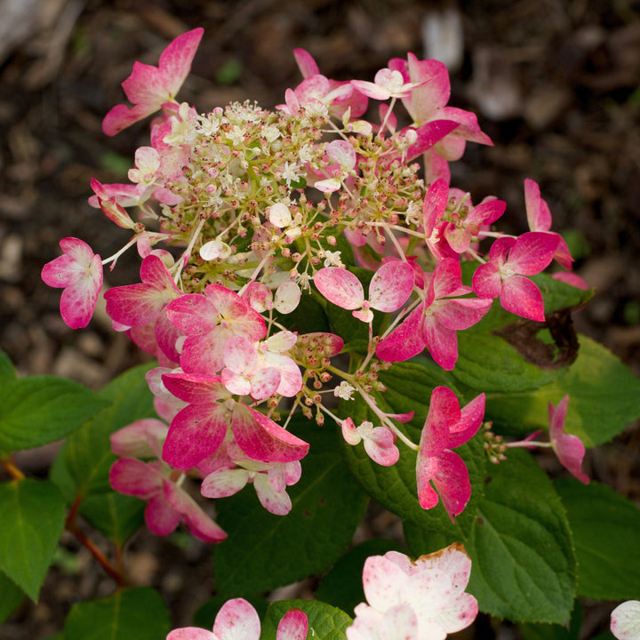 Hydrangea paniculata 'Rendia' ~ Diamond Rouge® Hydrangea-ServeScape
