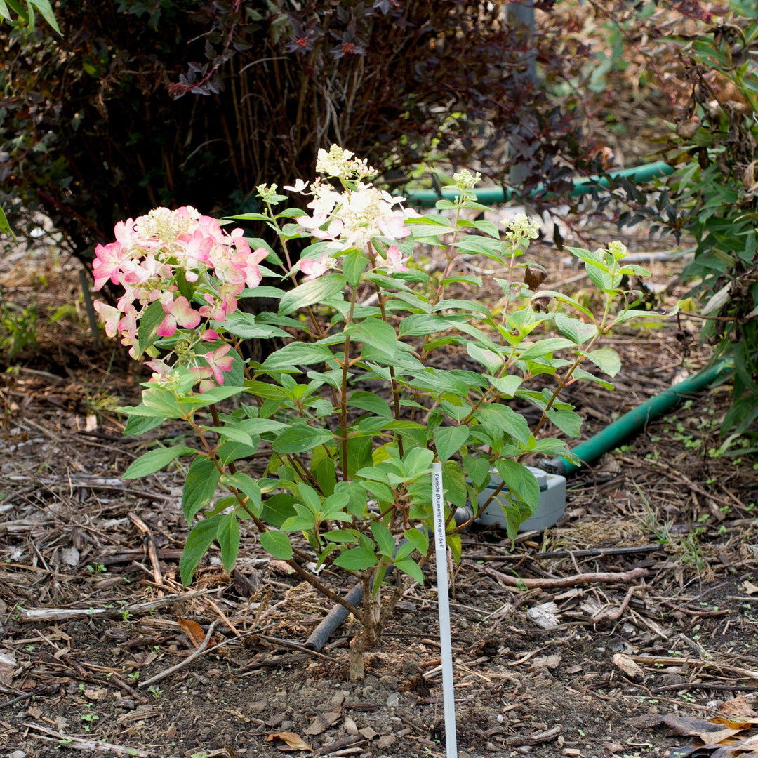 Hydrangea paniculata 'Rendia' ~ Diamond Rouge® Hydrangea-ServeScape